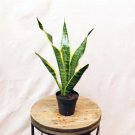 Sansevieria Snake Plant 1 Live Plant houseplant