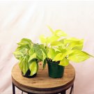 1 Live Plant Combo Brazilian Philodendron and Neon Pothos Evergreen Vine Plants