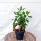 1 Live Plant Ginseng Ficus Retusa Evergreen Houseplant in 4" Growers Pot