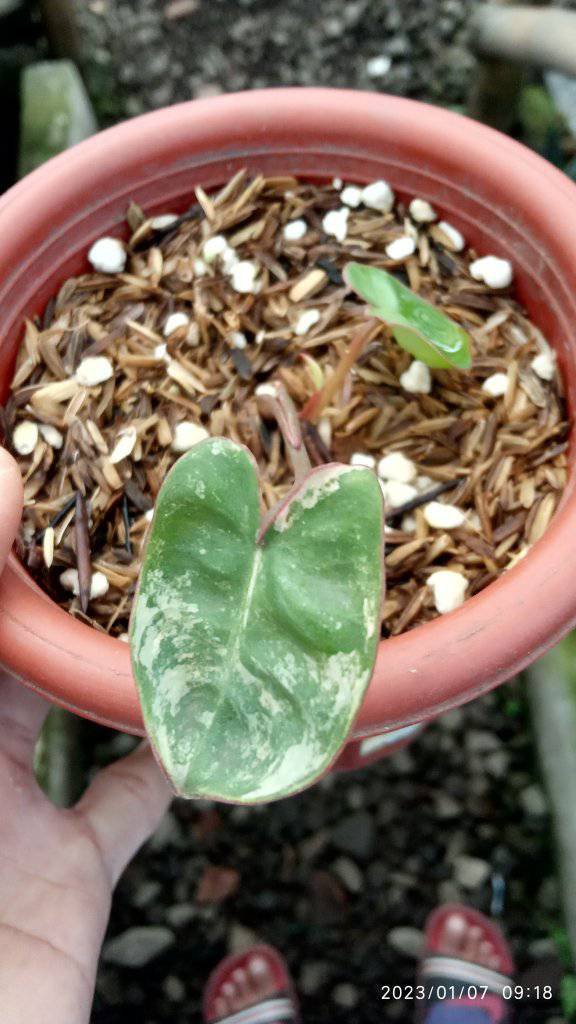 Amazing Philodendron Billietiae Variegated Rare with House Plant Collection Flower