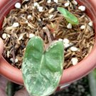 Amazing Philodendron Billietiae Variegated Rare with House Plant Collection Flower