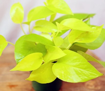 1 Live Plant Neon Pothos Indoor Vine Plant in 4" Growers Pot For Garden
