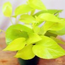 1 Live Plant Neon Pothos Indoor Vine Plant in 4" Growers Pot For Garden