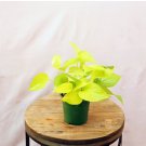 Plant in 4" Growers Pot For Garden 2 Live Plant Neon Pothos Indoor Vine
