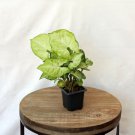 1 Live Plant White Butterfly Syngonium Arrowhead Evergreen Houseplant in 3" Growers Pot