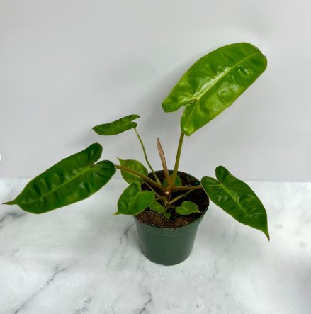 1 Live Plant Philodendron Billietiae Fully Rooted Rare Philodendron Billietiae