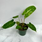 1 Live Plant Philodendron Billietiae Fully Rooted Rare Philodendron Billietiae