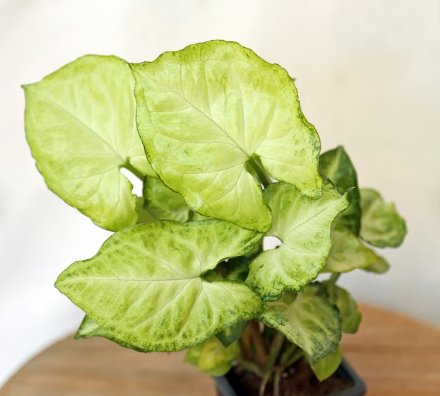1 Live Plant White Butterfly Syngonium Arrowhead Evergreen Houseplant