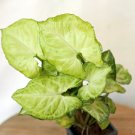 1 Live Plant White Butterfly Syngonium Arrowhead Evergreen Houseplant