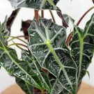 1 Live Plant  Alocasia Polly Evergreen Houseplant in 6" Growers pot