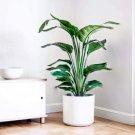 1 Live Plant  White Bird of Paradise, Houseplant, White Flowers & Lush Green Leaves