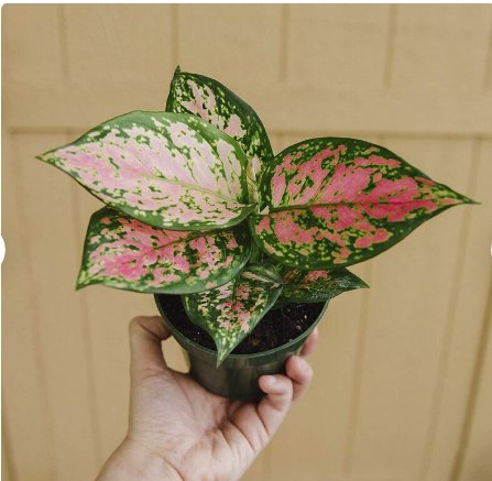1 Live Plant  Aglaonema Chinese Evergreen Hot Pink Valentine Wishes Live Plant 4" Pot