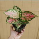 1 Live Plant  Aglaonema Chinese Evergreen Hot Pink Valentine Wishes Live Plant 4" Pot