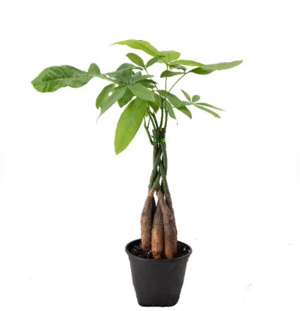 1 Live Plant  Braided Money Tree Indoor Air Purifier Live Houseplant 4" Pot