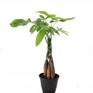1 Live Plant  Braided Money Tree Indoor Air Purifier Live Houseplant 4" Pot