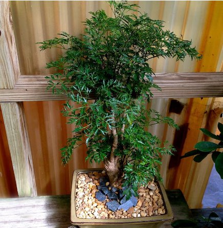 1 Live Plant Dwarf Ming Aralia Tree Air Purifier, Live Plant, 6" Pot, Natural Bonsai Look