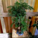 1 Live Plant Dwarf Ming Aralia Tree Air Purifier, Live Plant, 6" Pot, Natural Bonsai Look
