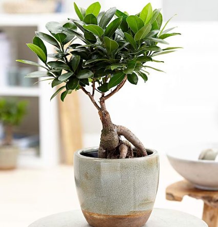 1 Live Plant Ficus Ginseng Microcarpa Easy Care 4 Year Old Bonsai Tree Live Plant 6" Pot