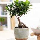 1 Live Plant Ficus Ginseng Microcarpa Easy Care 4 Year Old Bonsai Tree Live Plant 6" Pot