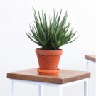 1 Live Plant Aloe Hedgehog Live Plant, 6" Pot Air Purifier