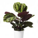 1 Live Plant Calathea Medallion Peacock Live Plant, 6" Pot, Air Purifier!