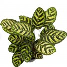 1 Live Plant Calathea Makoyana, Peacock Prayer Plant, 6" Pot