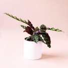 1 Live Plant Rattlesnake Calathea "Lancifolia" Live Prayer Plant, 6" Pot, Beautiful