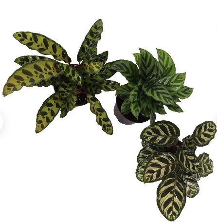 1 Live Plant Assorted Calathea 3pk, Pet Safe Air Purifying Houseplant, Live Prayer Plant