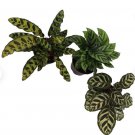 1 Live Plant Assorted Calathea 3pk, Pet Safe Air Purifying Houseplant, Live Prayer Plant