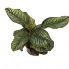 1 Live Plant Calathea Ornata, Pinstripe Prayer Plant, Live Pet Safe Houseplant