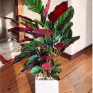 1 Live Plant Calathea Ornata "Pinstripe" Live Prayer Plant, 6" Pot, Indoor