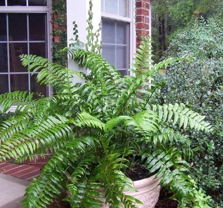1 Live Plant Macho Giant Sword Fern Live Plant, 6" Pot, Indoor/Outdoor