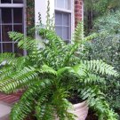 1 Live Plant Macho Giant Sword Fern Live Plant, 6" Pot, Indoor/Outdoor