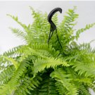 1 Live Plant Boston Fern Live Plant, 8" Hanging Basket, Air Purifying Large Houseplant