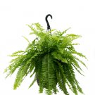 1 Live Plant Kimberly Queen Fern, Live Plant, Easy Care Indoor Air Purifying Houseplant