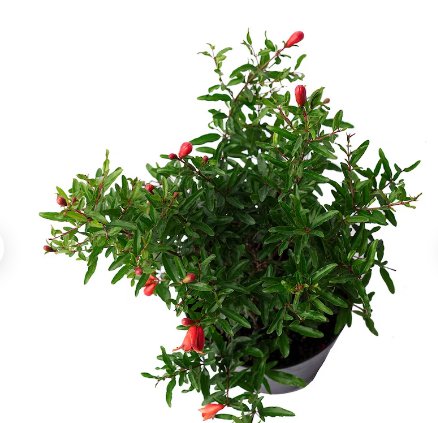1 Live Plant Dwarf Pomegranate Bush, 6" Pot, Fruit Producing!
