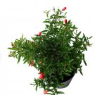 1 Live Plant Dwarf Pomegranate Bush, 6" Pot, Fruit Producing!