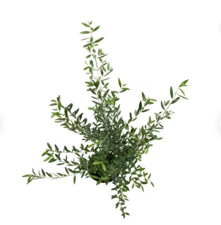1 Live Plant Arbequina Olive Tree Live Plant, 5" Pot, Delectable Edible Fruit Houseplant