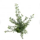 1 Live Plant Arbequina Olive Tree Live Plant, 5" Pot, Delectable Edible Fruit Houseplant