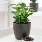 1 Live Plant Arabica Coffee Plant, 6" Pot Fruit Coffe For Garden