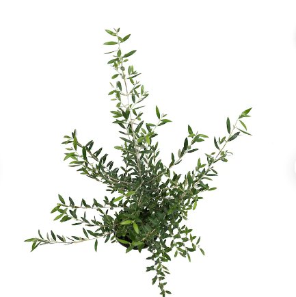 1 Live Plant Arbequina Olive Tree Tall, Live Plant, 6" Pot, Delectable Edible Fruit Houseplant