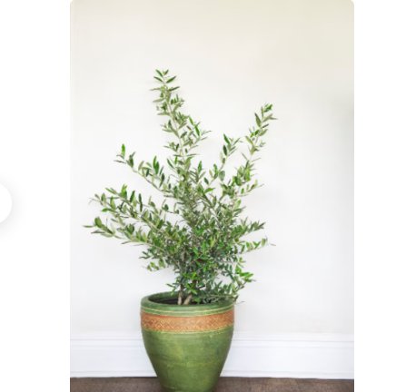 1 Live Plant Arbequina Olive Tree Live Plant, 10" Nursery Pot, Delectable, Edible Fruit Houseplant