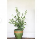 1 Live Plant Arbequina Olive Tree Live Plant, 10" Nursery Pot, Delectable, Edible Fruit Houseplant