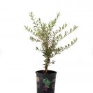 1 Live Plant Arbequina Olive Tree Live Plant, 5" Pot, Delectable Edible Fruit Houseplant