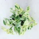 1 Live Plant Marble Queen Pothos Indoor/Outdoor Live Plant, 8" Hanging Basket, Air Purifying Plant!
