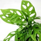 1 Live Plant Monstera Adansonii Swiss Cheese Live Plant, 4" Pot, Indoor Air Purifier
