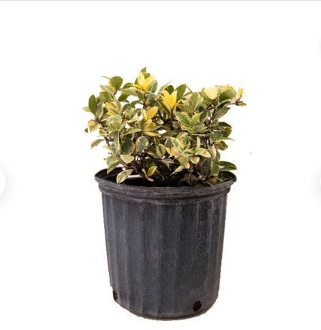 1 Live Plant Confederate Jasmine, 10" Pot, Fragrant White Flowers Green & Yellow Leaves