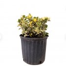1 Live Plant Confederate Jasmine, 10" Pot, Fragrant White Flowers Green & Yellow Leaves