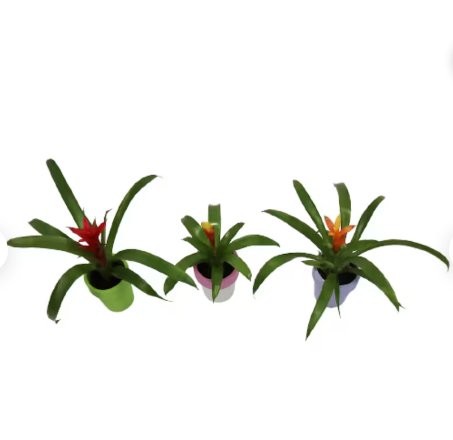 Assorted Bromeliad 3 Pack, 2" Pots Live Plant Indoor/Outdoor Houseplant