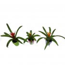 Assorted Bromeliad 3 Pack, 2" Pots Live Plant Indoor/Outdoor Houseplant